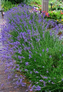 Lavendel3