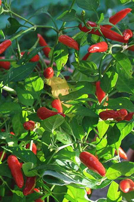 Kineserchili