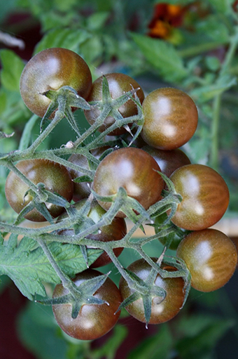 Tomat Black cherry2