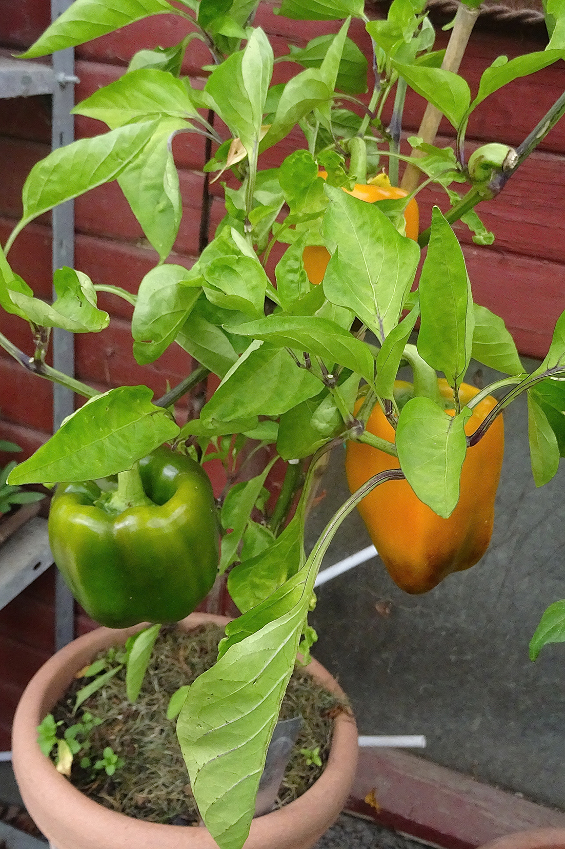 gul peberfrugt