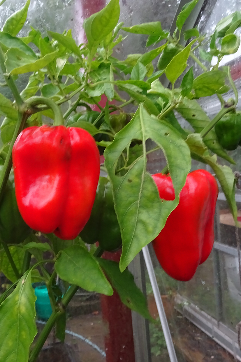 peberfrugtrd