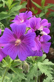 Vilde bier i Geranium