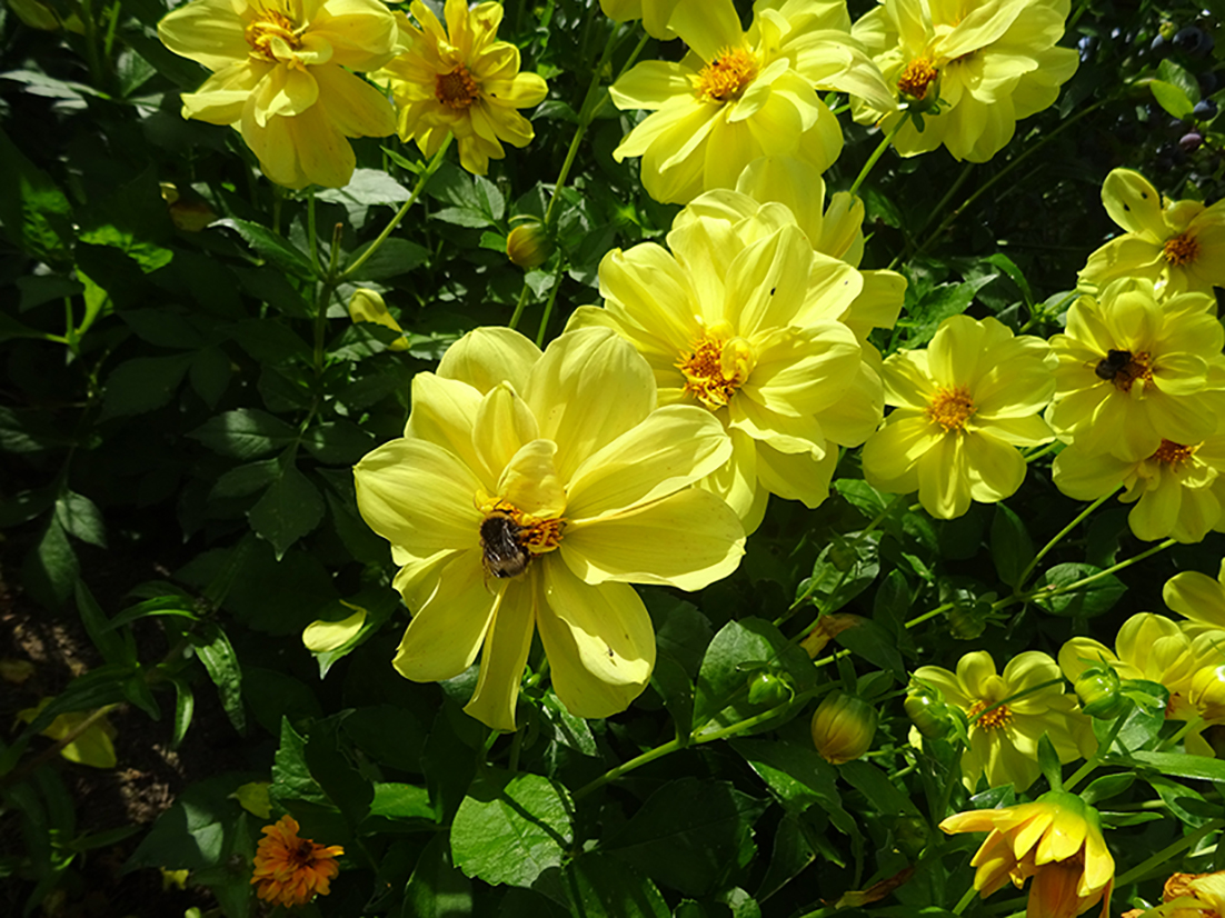 Dahlia