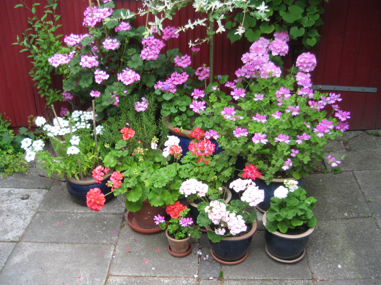 pelargonia
