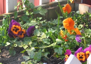 IMStedmoderblomstG 1139